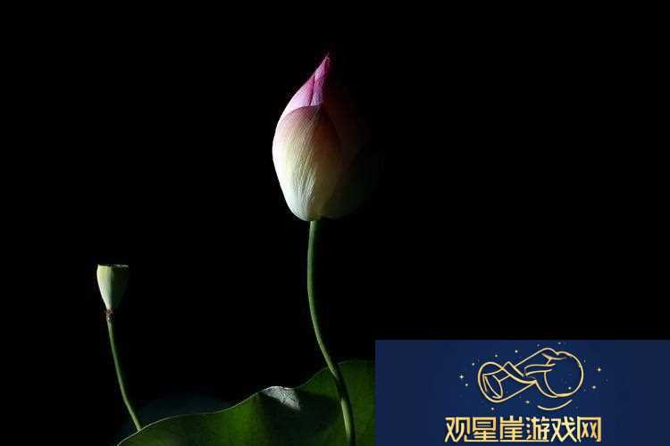 “夜莲潮开时髦翻涌|科技圈的新诡辩”