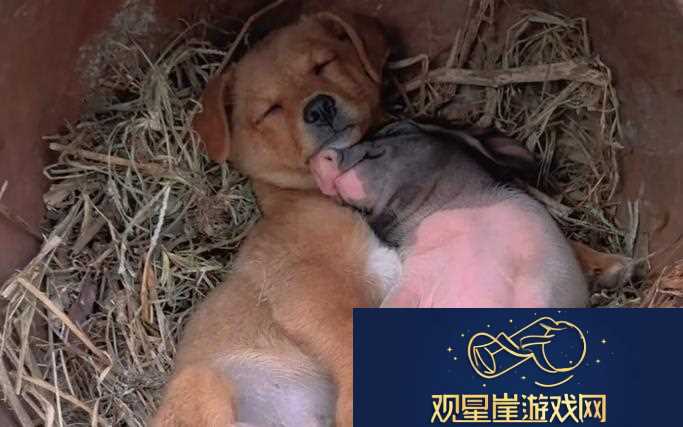 精品人or猪or狗的DNA|探索生物基因的奥秘