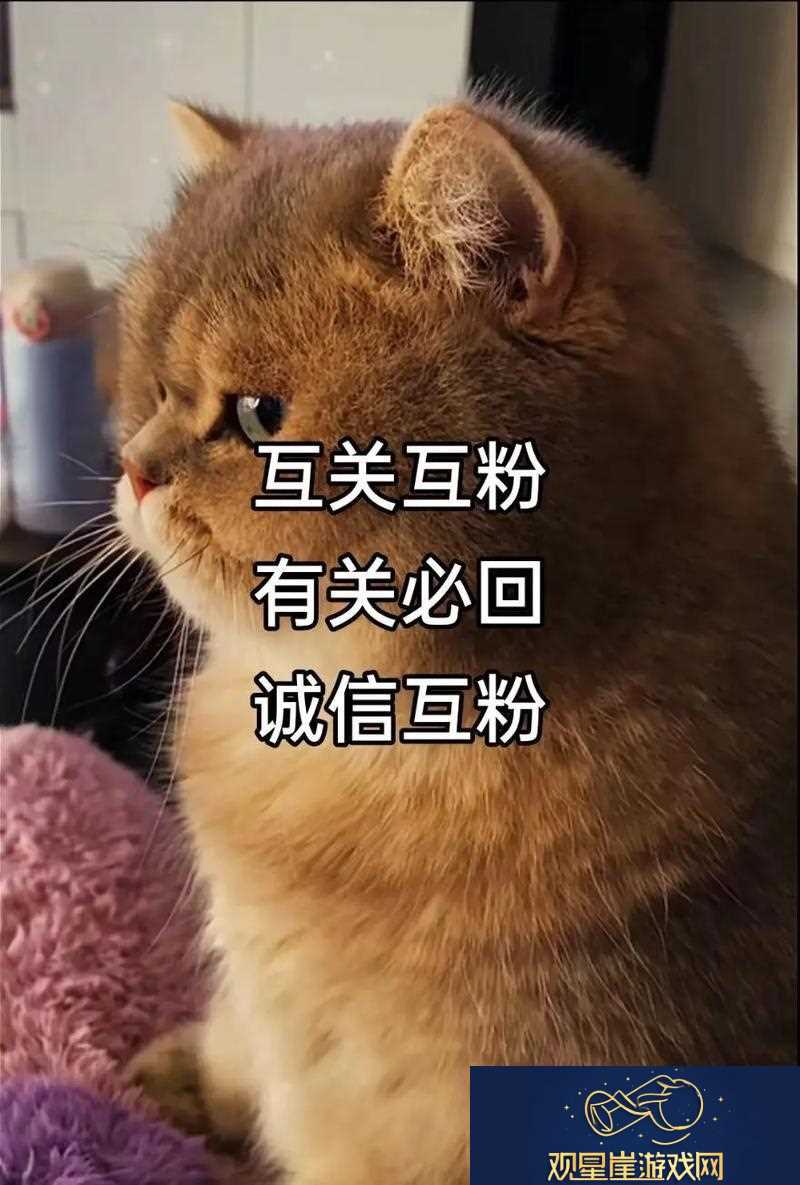 "互粉互关-玩转互联网-网友热议下的新现象揭秘"