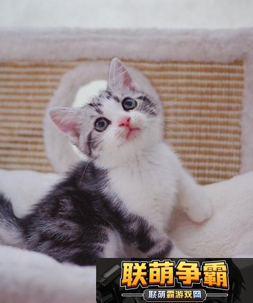 喵星科技|笑谈猫最新-潮流你敢跟吗